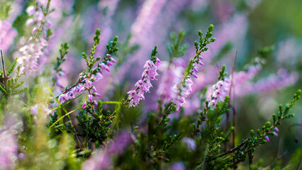 Macro de bruy&egrave;res et de foug&egrave;res sauvages, dans la for&ecirc;t des Landes de Gascogne