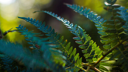 Macro de bruy&egrave;res et de foug&egrave;res sauvages, dans la for&ecirc;t des Landes de Gascogne