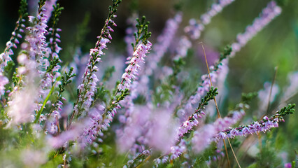 Macro de bruy&egrave;res et de foug&egrave;res sauvages, dans la for&ecirc;t des Landes de Gascogne