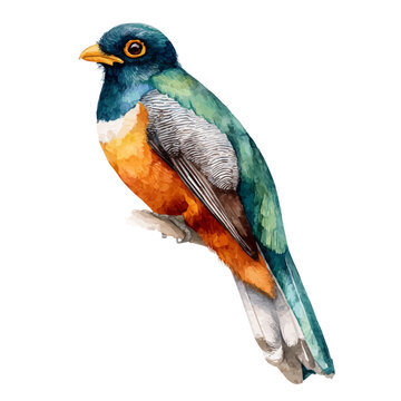 Trogon watercolor vector illustration, high-quality artwork isolated on a pure white background.