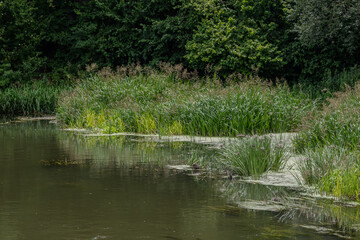 Obraz premium Tall aquatic grass and wetland plants observed near the water's edge in a natural habitat during summer in a rich green setting