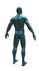 Human Body Anatomy, 3d render 