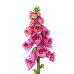 Foxglove watercolor artwork, high-quality professional vector illustration isolated on a white background. © Cooper