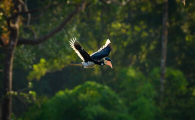 Malabar pied hornbill (Anthracoceros coronatus), lesser pied hornbill © prasanth