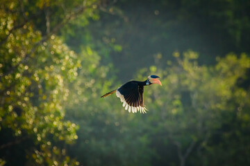 Malabar pied hornbill (Anthracoceros coronatus), lesser pied hornbill © prasanth