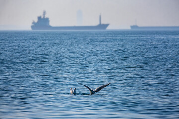 Seagulls Floating on the Bosphorus with Blurred Tankers in Istanbul
