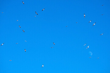 Seagulls Flying in Clear Blue Sky with Moon