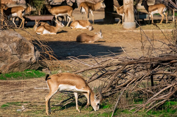 Gazelles Resting and Grazing in Izmir Wildlife Park, Turkey