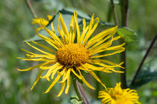 Tall perennial flower with yellow petals growing in a field during sunny season near a forest