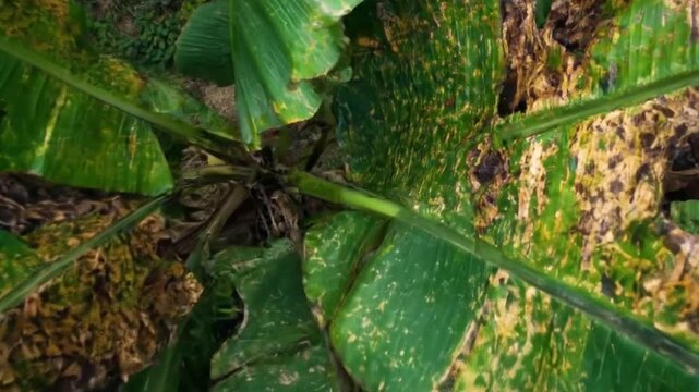 An overhead close-up shot reveals the intricate patterns of damage and discoloration on large, broad leaves. The vibrant green foliage is heavily mottled with shades of yellow and brown, indicating si
