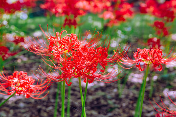 華麗な曼珠沙華3ー45