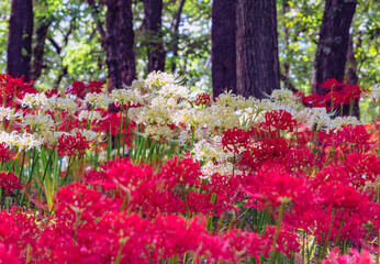 華麗な曼珠沙華3ー34