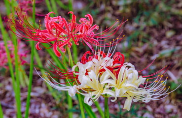 華麗な曼珠沙華3ー29