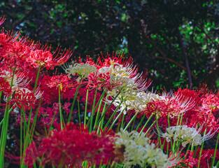 華麗な曼珠沙華3ー28