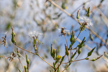 Prickly lettuce flowers and seeds at a sunny location in spring showing small yellow blooms and puffed seed heads on tall stalks