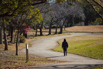 冬の朝の公園で散歩するシニア男性の姿