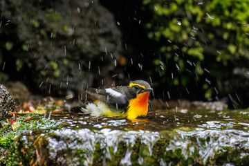 水浴びするキビタキ, ヒタキ科,
Narcissus Flycatcher, Ficedula narcissina,...