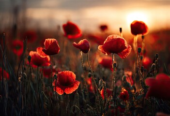 Fototapeta premium Field of vibrant red poppies in golden sunset light, with blurred background