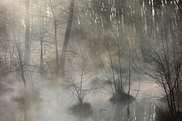 misty morning in the forest