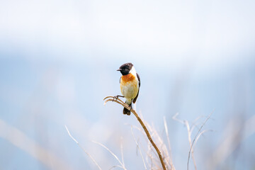 ノビタキ, Amur Stonechat, Siberian Stonechat, Saxicola stejnegeri, Saxicola torquata, ヒタキ科,
日本国山梨県富士吉田市自衛隊北富士演習場-2025/06/07。
富士山の麓に広がる、日本陸上自衛隊の北富士演習場。
年に数回、一般市民に公開され、ハイキングやバードウォッチングが楽しめる。
広大な草原と森林が広がる。結果と