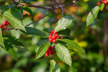 Close-up photo of red Winter Currant berries (Ribes fasciculatum) growing in autumn