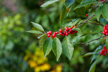 Close-up photo of red Winter Currant berries (Ribes fasciculatum) growing in autumn