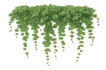 Fototapeta premium Hanging green ivy vine with lush leaves creating a natural border and abundant foliage on transparent background