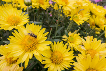 yellow shrub chrysanthemum close-up. on a blurred background. beautiful flower in a home garden.
