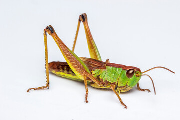 green grasshopper on a white background. extreme close-up. colorful macro photo of an insect.