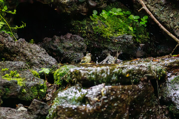 水浴びするキクイタダキ, キクイタダキ科,
Goldcrest, Regulus regulus,...