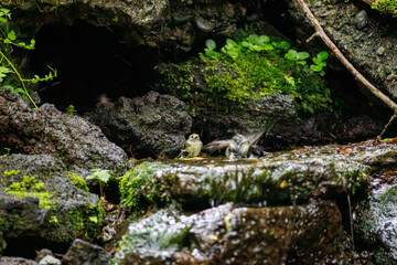 水浴びするキクイタダキ, キクイタダキ科,
Goldcrest, Regulus regulus, 
日本最小の鳥、
山梨県富士吉田市大洞の水場-2025
山中湖の別荘地内にある水場。
崖から美しい清水が湧くポイントで、古くから登山者が水を飲んだり、野鳥が水浴びをしたりする。
