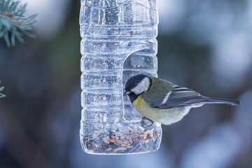 Great tir on the feeder  © Александр Арендарь