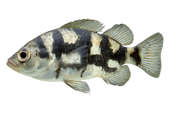 archerfish full body isolated on transparent background