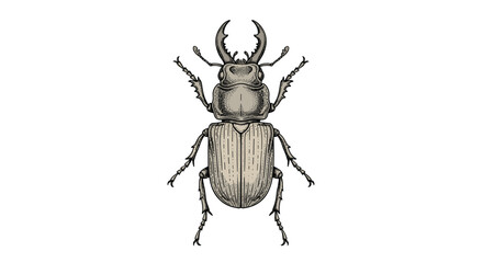 Fototapeta premium Detailed hand drawn illustration of a stag beetle with large mandibles in a vintage woodcut style isolated on a plain white background.