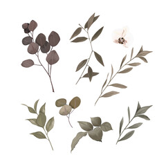 Floral collection, isolated on white background. Vector illustration. Vintage print