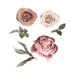 Floral collection, isolated on white background. Vector illustration. Vintage print