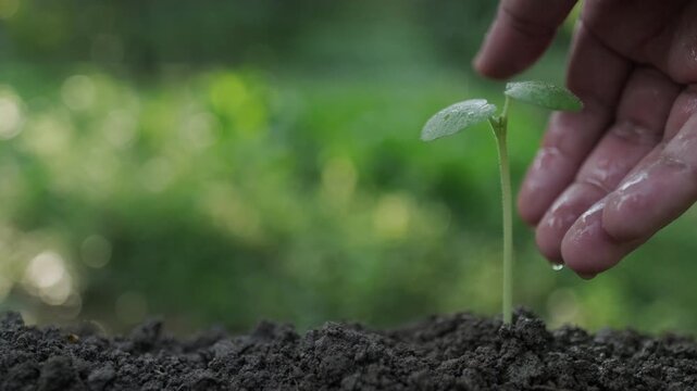 A drop of water on a fingertip falls onto a young shoot. Concepts of economic growth, care, success, new beginnings, green business, and green finance.