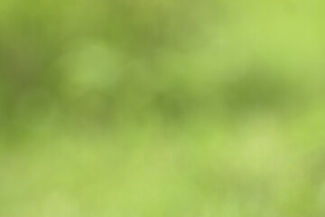 Abstract blurry green foliage background with soft natural bokeh light texture.