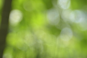 Natural green and white bokeh background with soft light circles for abstract designs. © Aliioss