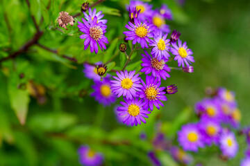 Close-up photo of purple Aster ageratoides flowers (Aster ageratoides) in full bloom during autumn