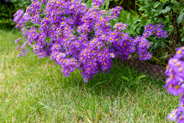 Close-up photo of purple Aster ageratoides flowers (Aster ageratoides) in full bloom during autumn