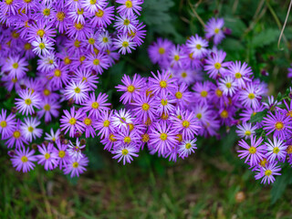 Close-up photo of purple Aster ageratoides flowers (Aster ageratoides) in full bloom during autumn