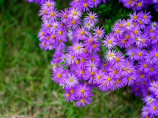 Close-up photo of purple Aster ageratoides flowers (Aster ageratoides) in full bloom during autumn