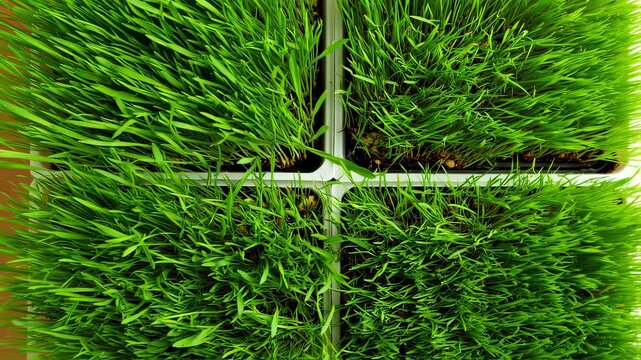 Overhead Wheatgrass Tray Grid Macro