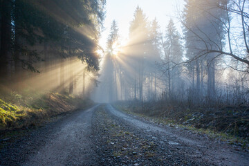 Sun rays through foggy forest road