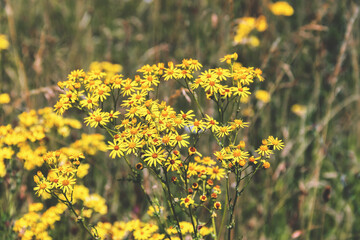 Obraz premium Close-up of blooming yellow wildflowers in summer meadow at Jumieges Abbey, Normandy, France