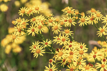 Obraz premium Close-up of yellow wildflowers blooming in summer field in Normandy, France