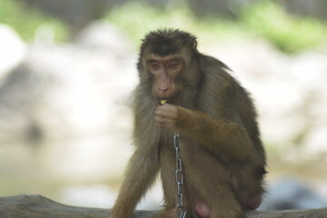 Obraz premium A Southern pig-tailed macaque sitting on a wooden log, chained by the neck in a captive environment.