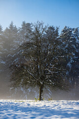 An old appletree on a meadow in front of a forest in winter and sunlight