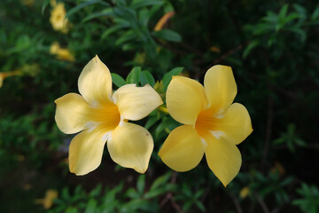 Beautiful yellow frangipani flowers on a sunny morning